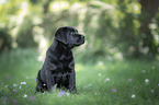 sitting Labrador Retriever