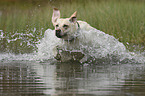 running Labrador Retriever