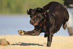 playing Labrador Retriever