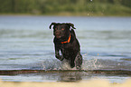 running Labrador Retriever