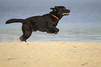 running Labrador Retriever