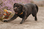 playing Labrador Retriever