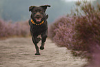 running Labrador Retriever