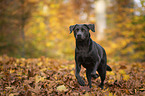 running Labrador RetrieverLabrador Retriever