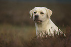 Labrador Retriever portrait