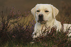 Labrador Retriever portrait