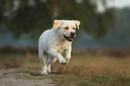 running Labrador Retriever