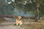 lying Labrador Retriever