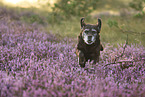 running Labrador Retriever