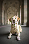 lying Labrador Retriever