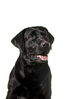 Labrador Retriever in front of white background