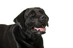 Labrador Retriever in front of white background