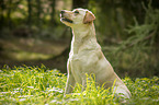 sitting Labrador Retriever