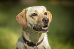 Labrador Retriever portrait