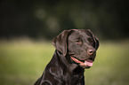 Labrador Retriever portrait