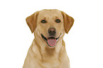 Labrador Retriever in front of white background