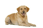 Labrador Retriever in front of white background