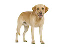 Labrador Retriever in front of white background