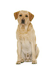 Labrador Retriever in front of white background