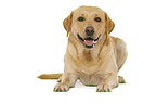 Labrador Retriever in front of white background