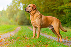 lying Labrador Retriever