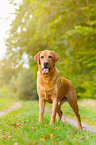 lying Labrador Retriever