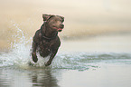 running Labrador Retriever