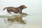 jumping Labrador Retriever