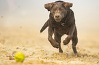 running Labrador Retriever