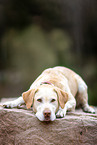 lying Labrador Retriever