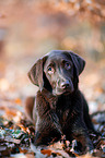 lying Labrador Retriever