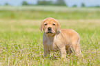 standing Labrador Retriever puppy