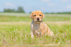 sitting Labrador Retriever puppy