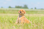 sitting Labrador Retriever puppy