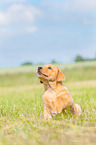 sitting Labrador Retriever puppy