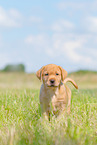 standing Labrador Retriever puppy