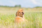 lying Labrador Retriever puppy