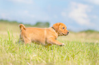 walking Labrador Retriever puppy