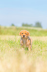 standing Labrador Retriever puppy