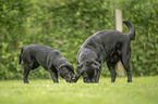 2 playing Labrador Retriever