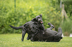 2 playing Labrador Retriever