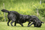 2 playing Labrador Retriever