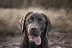 young Labrador Retriever