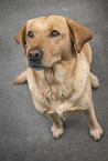 sitting Labrador Retriever