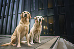 2 Labrador Retriever