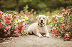 lying Labrador Retriever