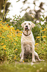 sitting Labrador Retriever