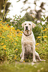 sitting Labrador Retriever