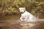 running Labrador Retriever