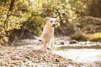 running Labrador Retriever